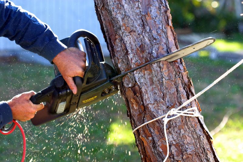 Dead Tree Removal in Allentown, PA