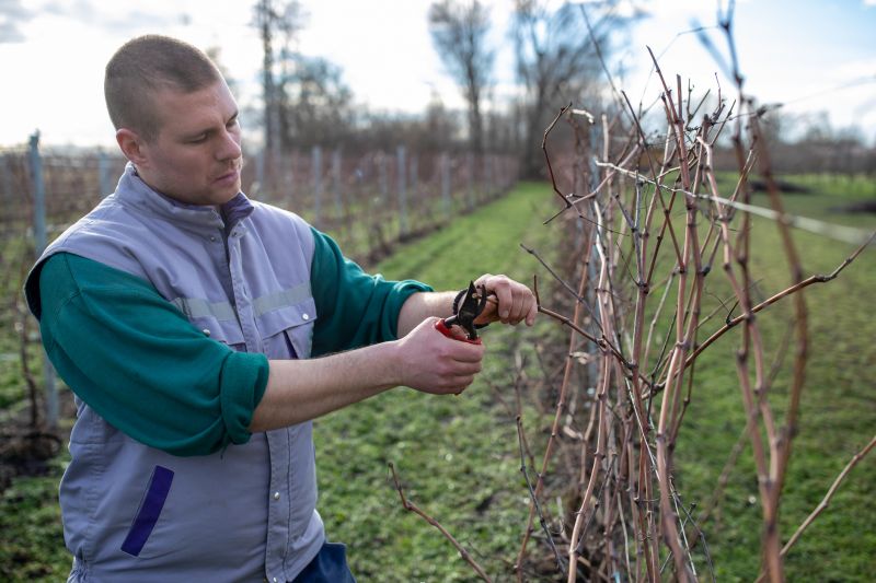 Vine Trimming
