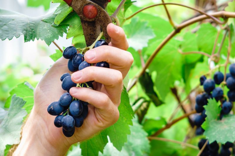 Vine Trimming
