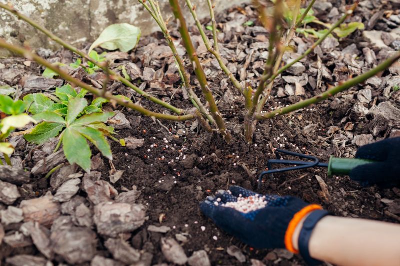 How To Tell When Your Shrubs Need Professional Care