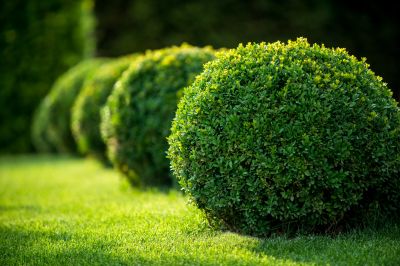 Neatly Shaped Bushes