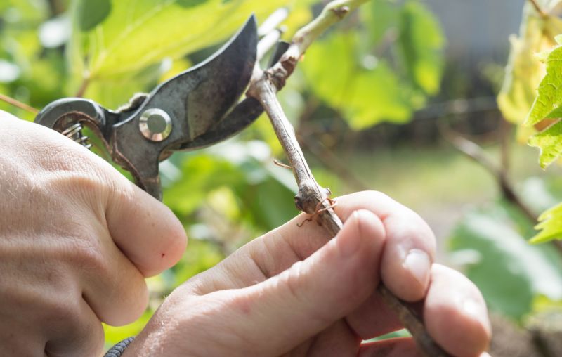 Vine Trimming