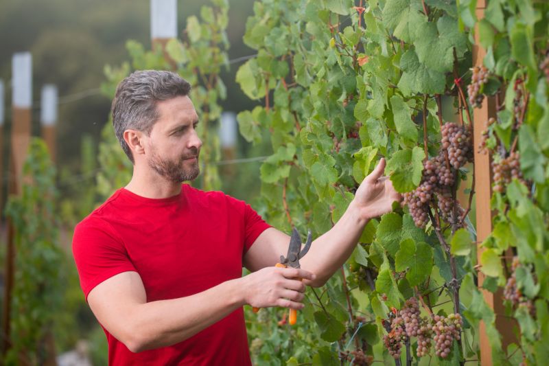 Vine Trimming