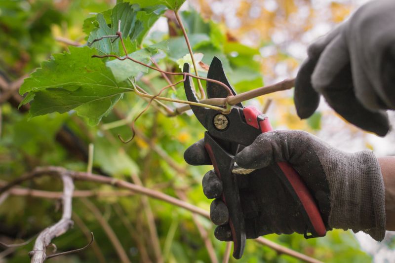 Vine Trimming Equipment