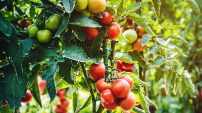 Increased flowering and fruiting